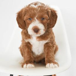 Frankie - Goldendoodle