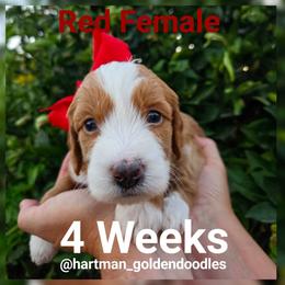 Red - Apricot female Goldendoodle puppy in Upland, California from Hartman Goldendoodles