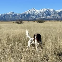 English Setters from ESetters