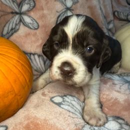 Dove - Liver and white female English Springer Spaniel puppy in Coeur D'alene, Idaho from Springer Hollow