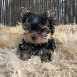 Josh - Blue and gold male Yorkshire Terrier puppy in Battle Ground, Washington from Joyful Yorkies