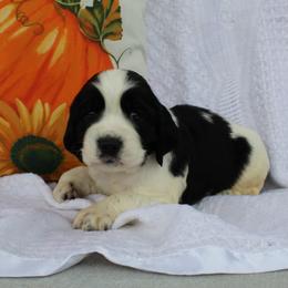 Oak - Black and white male English Springer Spaniel puppy in Lexington, South Carolina from House Tiner Springers