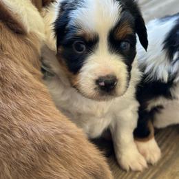 Robin - Blue merle female Miniature American Shepherd puppy in Greenwood, Indiana from Barnaby’s Barn Dog’s