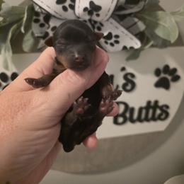 Brice - Black and tan male Yorkshire Terrier puppy in Clermont, Florida from Bella's Prissy Butts