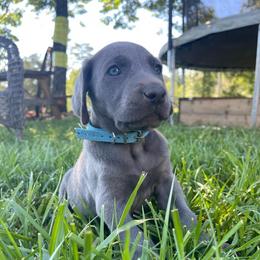 Elsa - Blue female Weimaraner puppy in Granite Falls, North Carolina from Pups and Pastures- Weimaraners