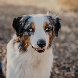 Loki - Australian Shepherd