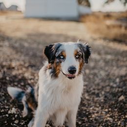 Loki - Australian Shepherd