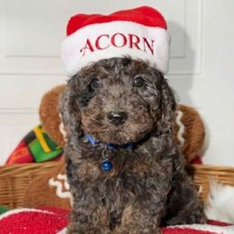 Acorn - Merle male Goldendoodle puppy in Beecher, Illinois from Erica’s Doodles