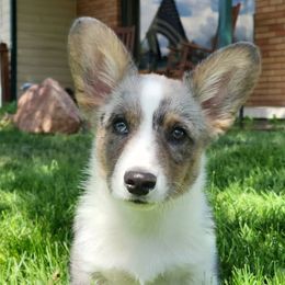 Cardigan Welsh Corgis from Aspen Peak Corgis