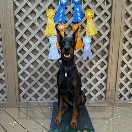 Buffy - Doberman Pinscher