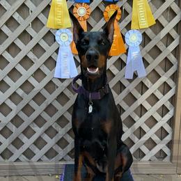 Buffy - Doberman Pinscher