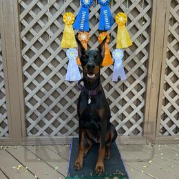 Buffy - Doberman Pinscher