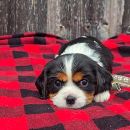 Lily - Tri-color female Cavalier King Charles Spaniel puppy in Preston, Maryland from Katie's Pups