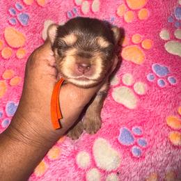 Twix - Chocolate and tan female Yorkshire Terrier puppy in Flowood, Mississippi from Prissy PawPals