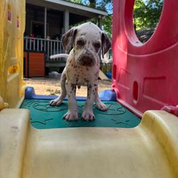 Mint(LUA) - White and liver brown male Dalmatian puppy in Wilson, North Carolina from New Horizonz Dalmatians