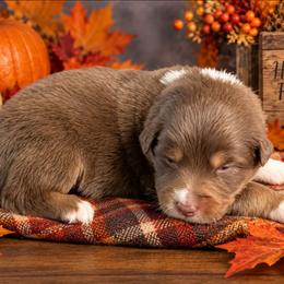 Bruno - Red tri-color male Australian Shepherd puppy in Fultonville, New York from Sandy Aussies, Mini Dachshunds & Pomeranians