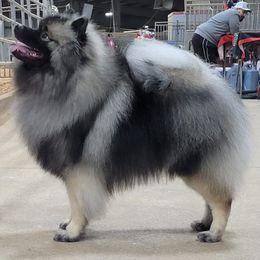 Keeshonden and Pomeranians from Vivid Keeshond and poms
