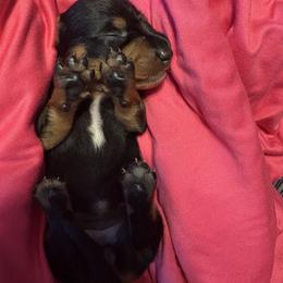 Dachshund Puppies from Dandelion Doxies