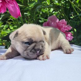 Buddy - French Bulldog puppy in Hartford, Connecticut from French Bulldogs Planet