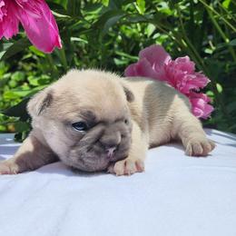 Buddy - French Bulldog puppy in Hartford, Connecticut from French Bulldogs Planet