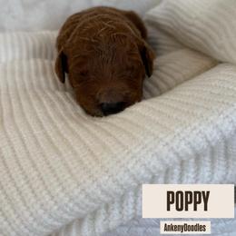 POPPY - Apricot male Goldendoodle puppy in Independence, Oregon from ANKENY DOODLES