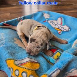 Yellow collar - Merle male Great Dane puppy in Ulen, Minnesota from Hogenson Family Farm