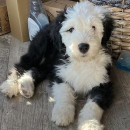 Snoopy - Old English Sheepdog puppy from Outlaws Run