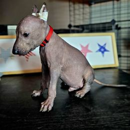 Boy 3 - Black male Xoloitzcuintli puppy in Myakka, Florida from Experience The Wild