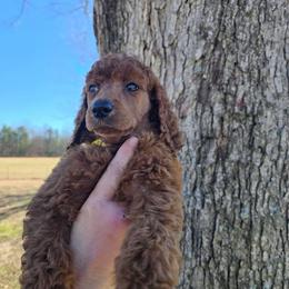 Red  Collar - Red  female Poodle puppy in Henagar, Alabama from Windy Oak Kennels