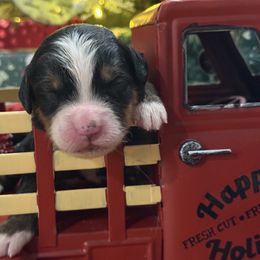Blustery - Tri-color female Bernese Mountain Dog puppy in Gardner, Kansas from Faith and Family Farm