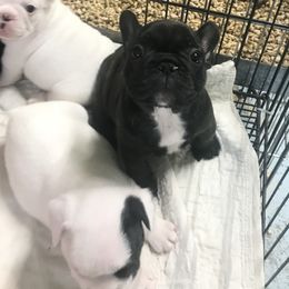 French Bulldog Puppies from Hilltop French Bulldogs