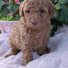 Pixie - Red  female Poodle puppy in East Earl, Pennsylvania from Puppy Adventures LLC
