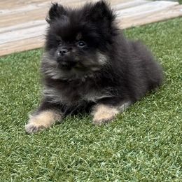 Catahoula Leopard Dog, Cocker Spaniel, Pomeranian, and Teddy Roosevelt Terrier Puppies from Rich Cat’s