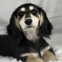 Cooper - Dachshund