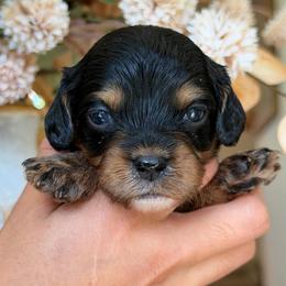 March - Tri-color female Cavapoo puppy in Yuciapa, California from AlltheDoodlez_