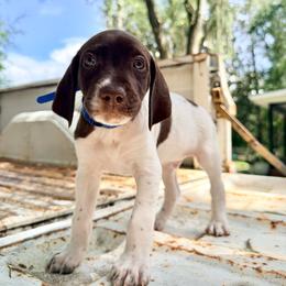 Reef - White and liver male German Shorthaired Pointer puppy in Macclenny, Florida from Dillon's GSPs