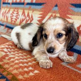 Boy 2 - Piebald male Dachshund puppy in Okeechobee, Florida from HotShot Kennels