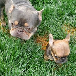 French Bulldogs from 541 Black Pearl Frenchies