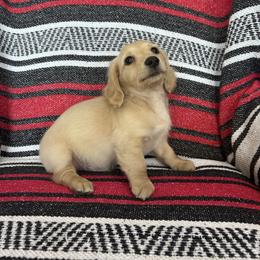 Mr. Green collar. - Cream male Dachshund puppy in Willow Springs, Missouri from Krazy Acre Farm