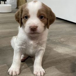 Brittanys from Little Creek Kennels