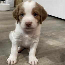Brittanys from Little Creek Kennels