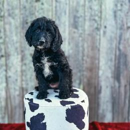 Flower - Black female Labradoodle puppy in Elizabeth City, North Carolina from Howdy Doodles