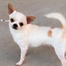 Ditto - Chihuahua