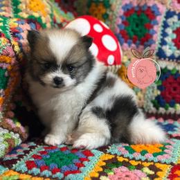 Mario - Orange parti male Pomeranian puppy in Summerville, Georgia from Pearly’s Pugs