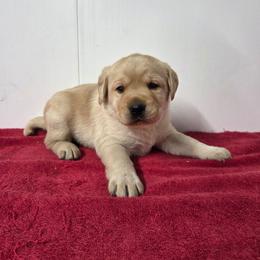 Yellow Girl 3 - Yellow female Labrador Retriever puppy in Williamsburg, Pennsylvania from River View Labradors