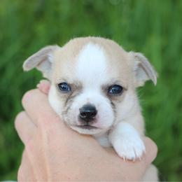 Steve - Fawn male Chihuahua puppy in Wakarusa, Indiana from My Fuzzy Chihuahuas