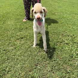 Poodle puppies from Flint River Poodles