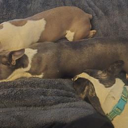 Boston Terriers from Campos Farms