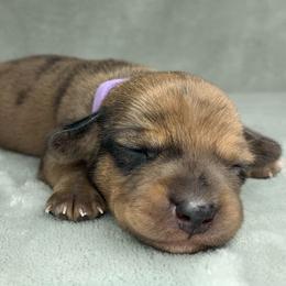 Female 1 - Dapple female Dachshund puppy in Birmingham, Alabama from LongBottomDachshunds