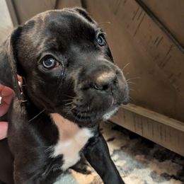 Lime green collar - Black female Cane Corso puppy in Va Beach, Virginia from Guardian Corso's